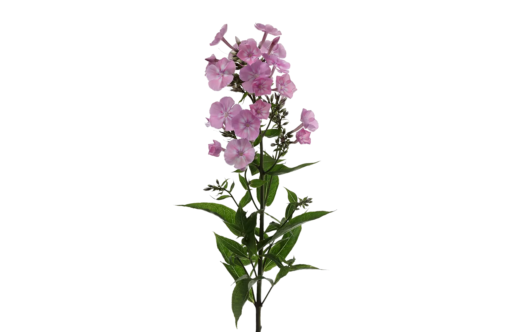 Phlox Pink Eyes | Marginpar